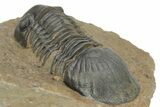 Detailed Paralejurus Trilobite - Atchana, Morocco #210165-4